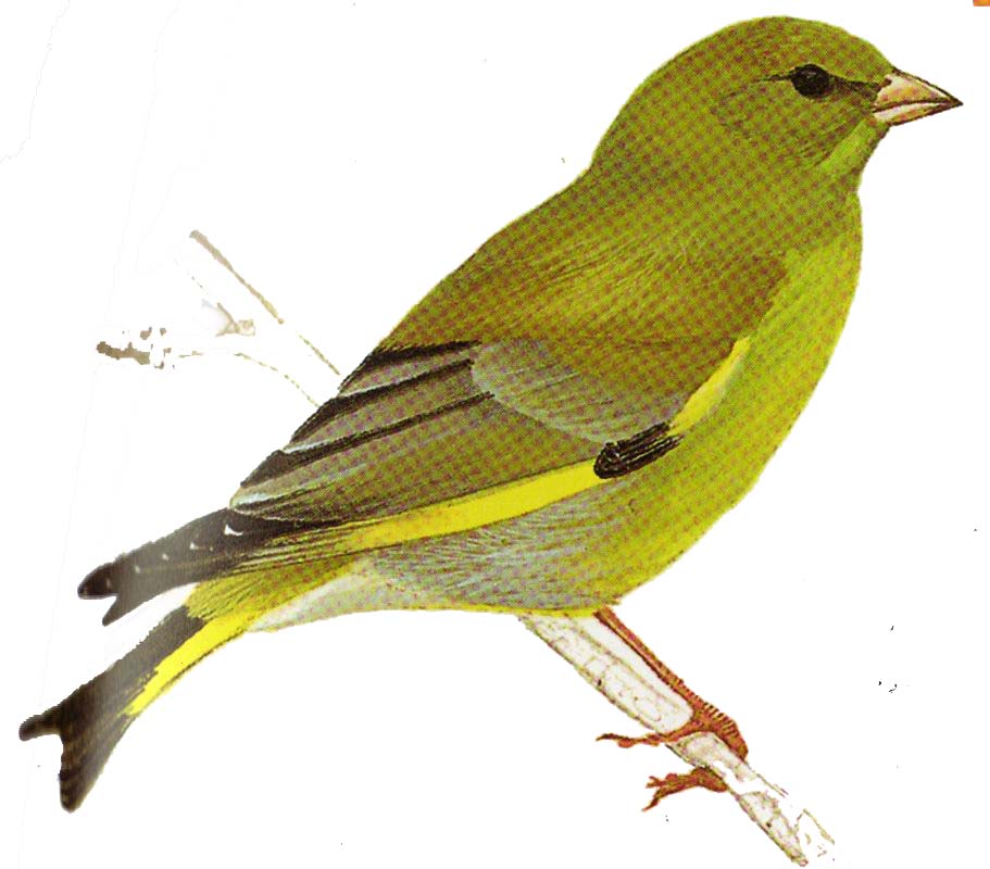 Green finch